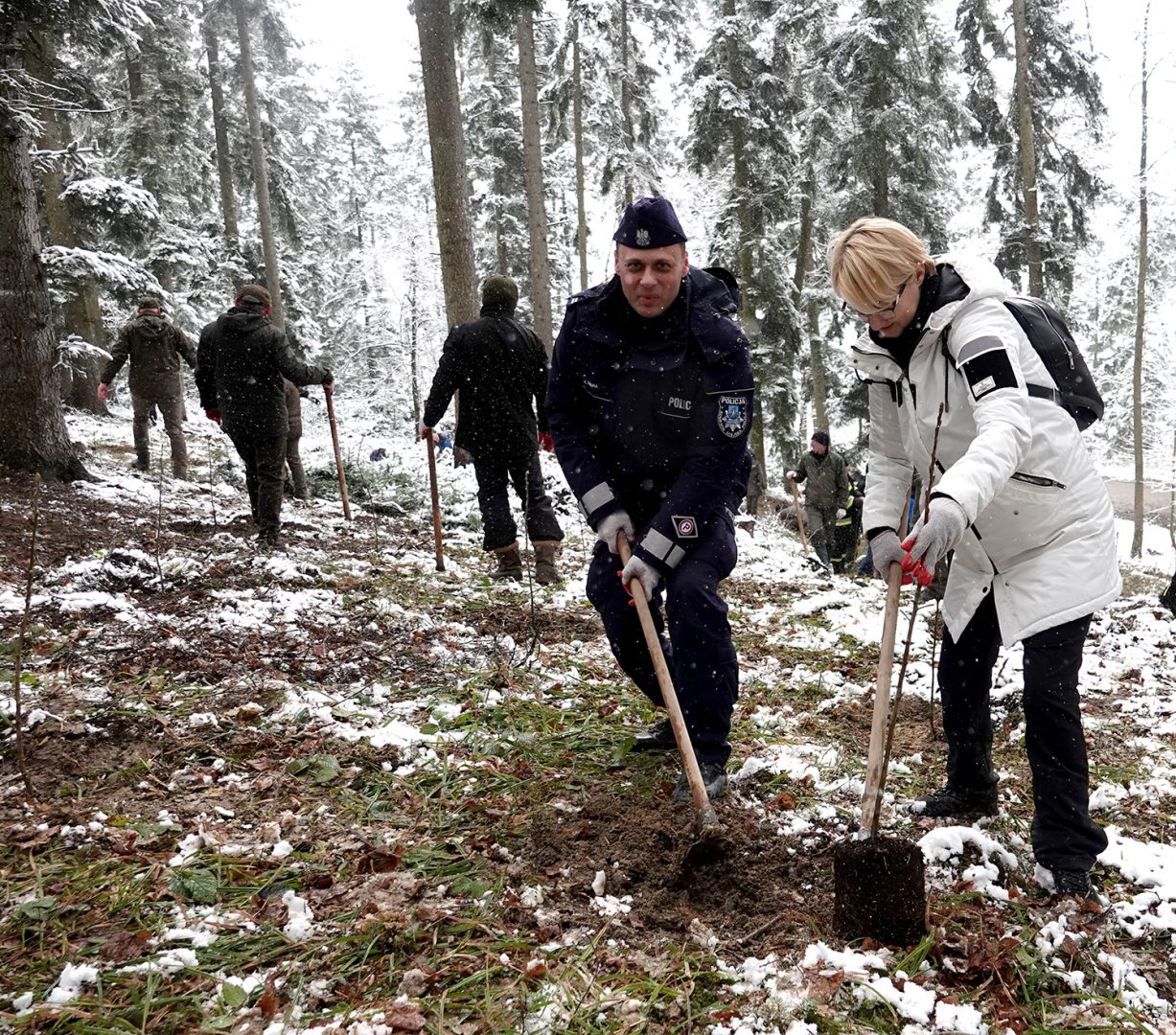 las Jana Pawła II, Stary Sącz