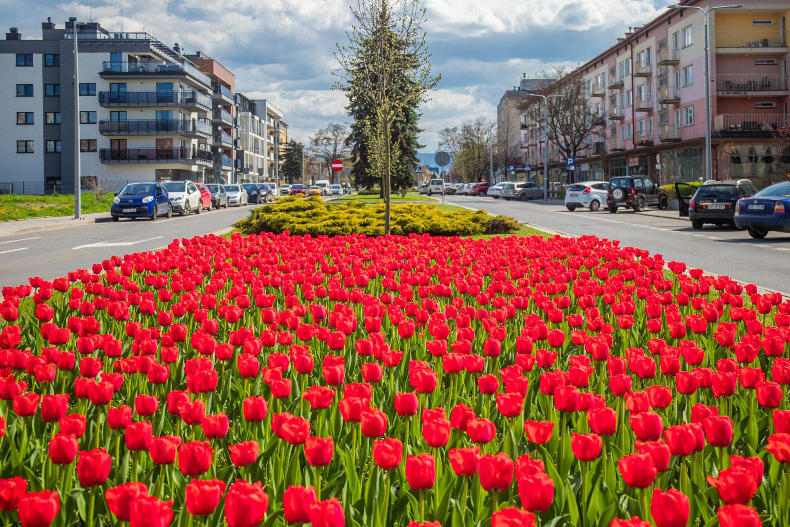 Ratusz, Nowy Sącz, Planty, Adrian Maraś, Batorego, Beskid, Rynek, zamek