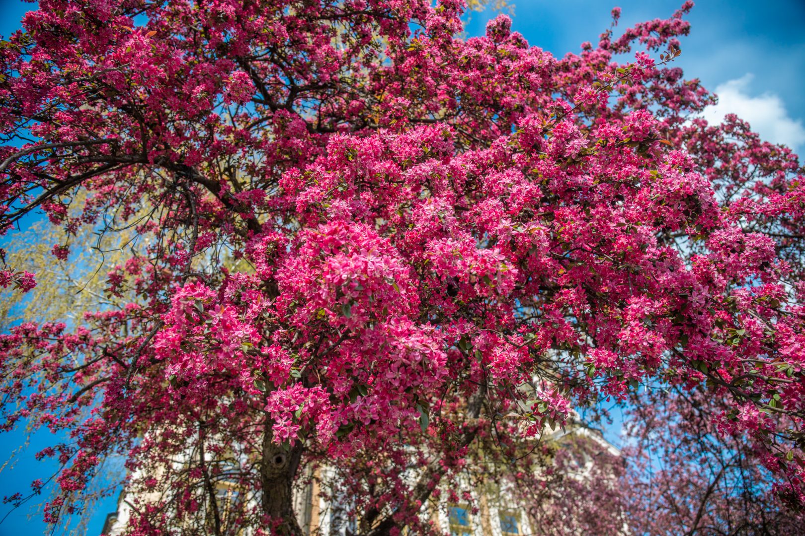 Ratusz, Nowy Sącz, Planty, Adrian Maraś, Batorego, Beskid, Rynek, zamek