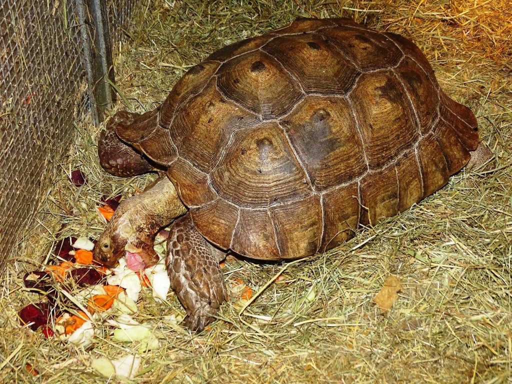 żółw