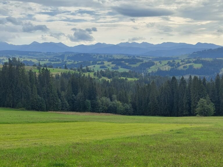 Nadleśnictwo Piwniczna ogłasza zainteresowanie zakupem lasów oraz gruntów przeznaczonych do zalesienia 