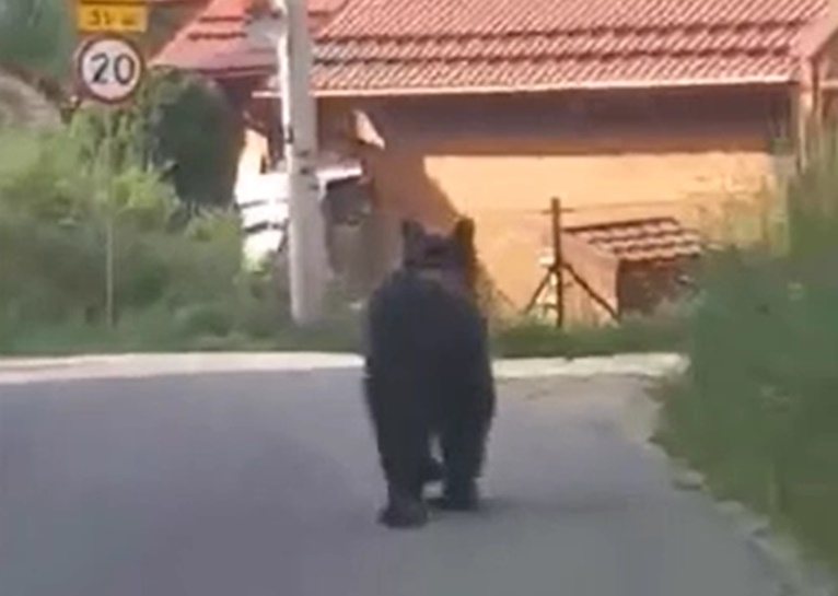 Niedźwiedź nadal przebywa w mieście. Zrezygnujmy z wieczornych spacerów