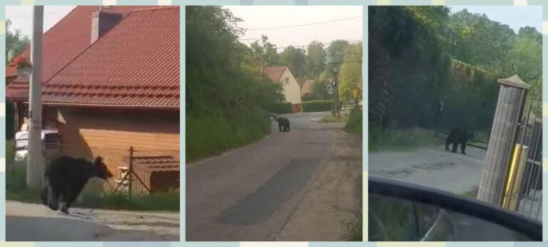 Uwaga! Niedźwiedź w Nowym Sączu [FILM!] Prezydent miasta apeluje „zostańcie w domach”