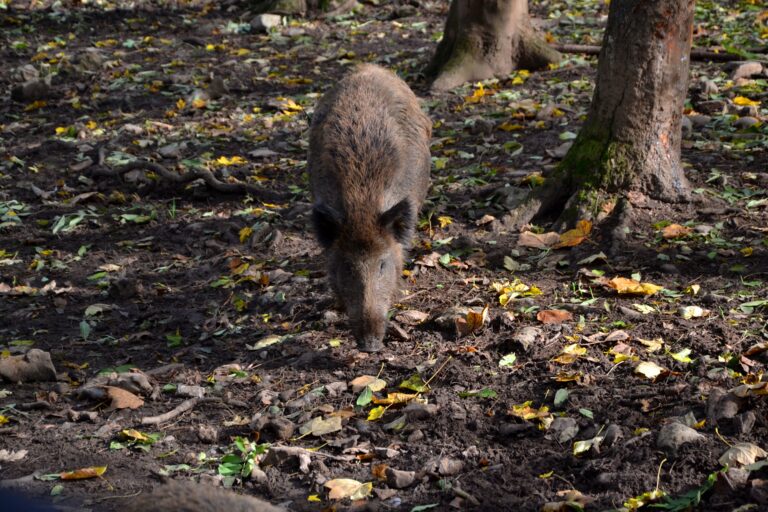 Uwaga: Ognisko groźnej choroby ASF w powiecie gorlickim!