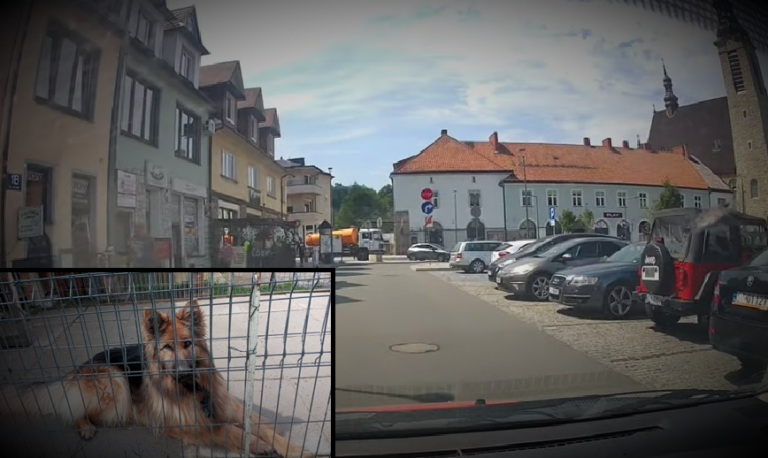 „Kup pan psa za tysiaka”. Ujawniono nielegalny handel przez Roma z Limanowej (zdjęcia)