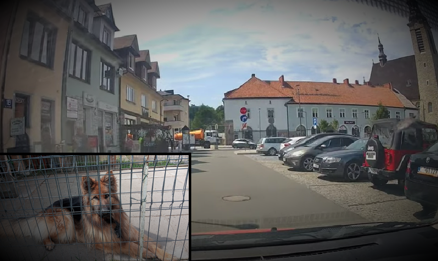 Limanowa, rynek, handel zwierzętami