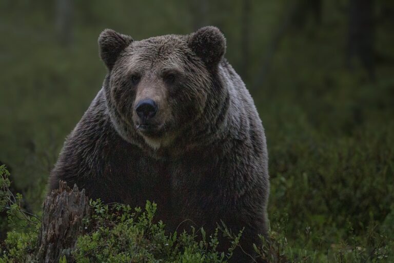 Niedźwiedź w gminie Uście Gorlickie. Ostrzeżenie dla mieszkańców
