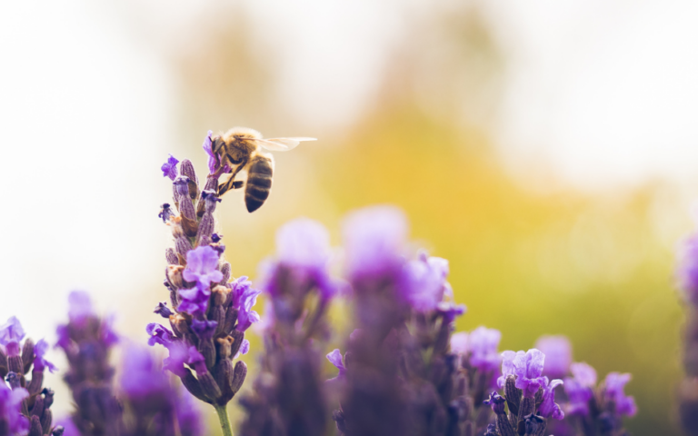 Czy w Nowym Sączu powinien zostać uruchomiony projekt ochrony pszczół w ramach Budżetu Obywatelskiego?