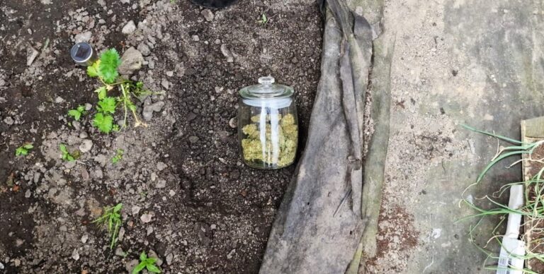 Nowy Sącz. Zakopali w ogródku słoiczek z marihuaną. Grozi im trzy lata więzienia