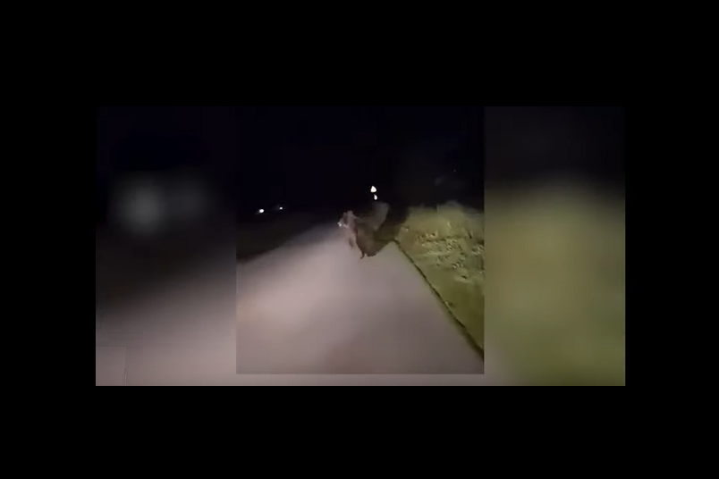 niedźwiedź, video, Ropa, powiat gorlicki