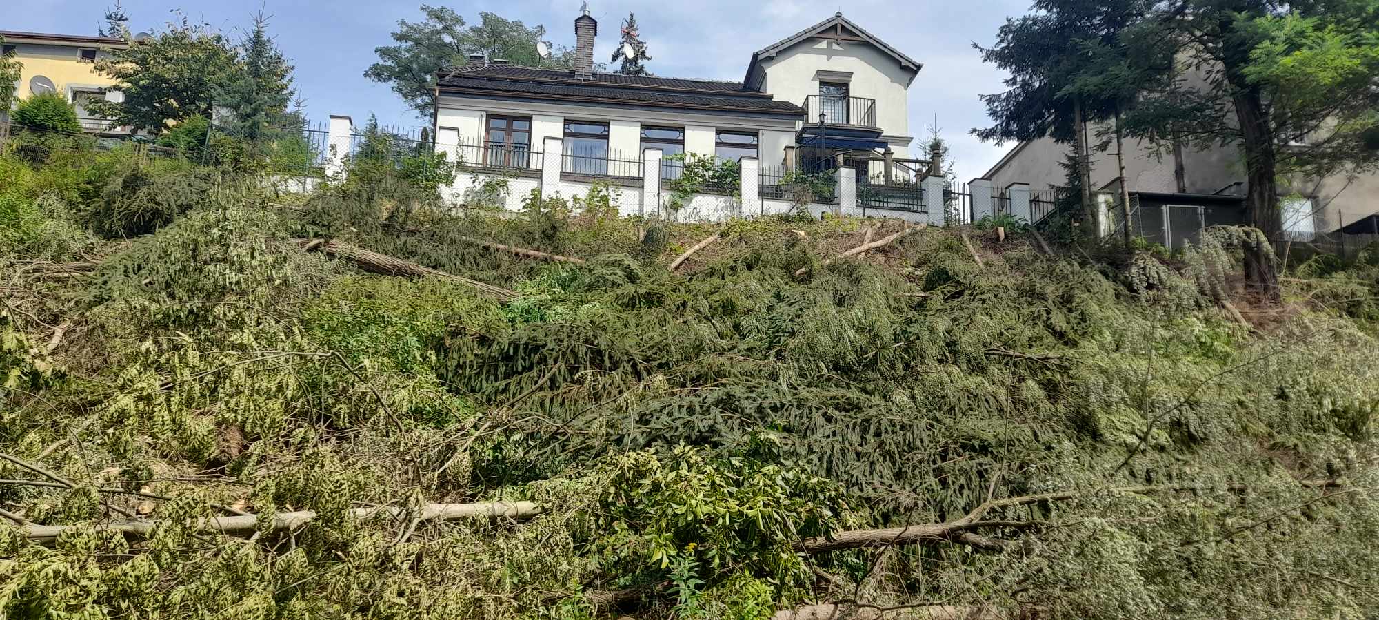 Nowy Sącz, wycinka