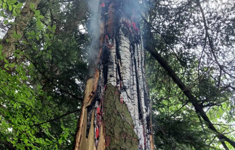 Jechali gasić pożar drzewa po uderzeniu pioruna, spotkali zakrwawioną kobietę