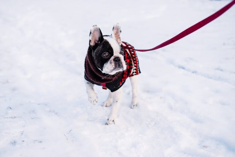 Czy warto ubierać psa zimą na spacer