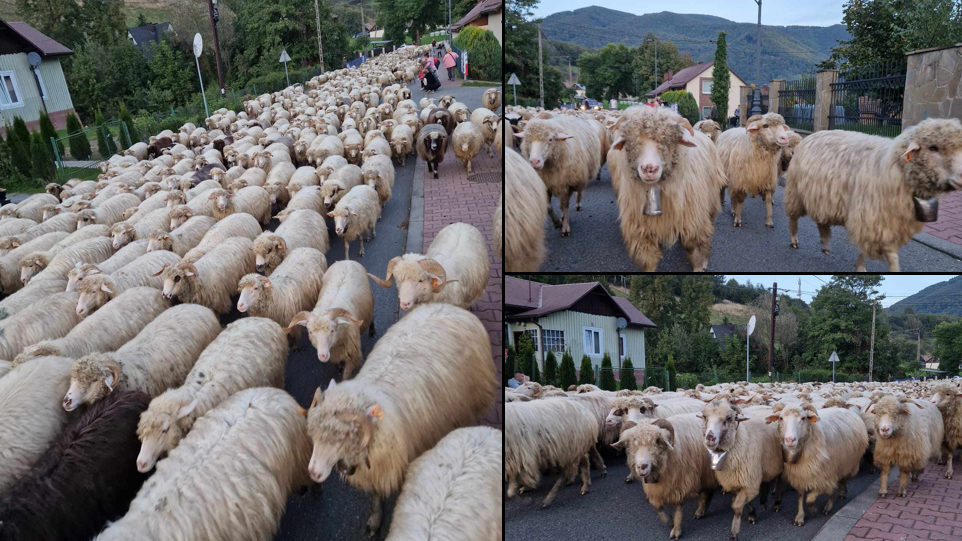 redyk, rytro, zdjęcia, 2023, fotorelacja