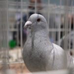 wystawa gołębi pocztowych, Korzenna