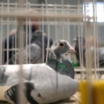 wystawa gołębi pocztowych, Korzenna