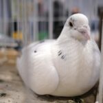 wystawa gołębi pocztowych, Korzenna