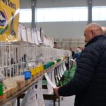 wystawa gołębi pocztowych, Korzenna