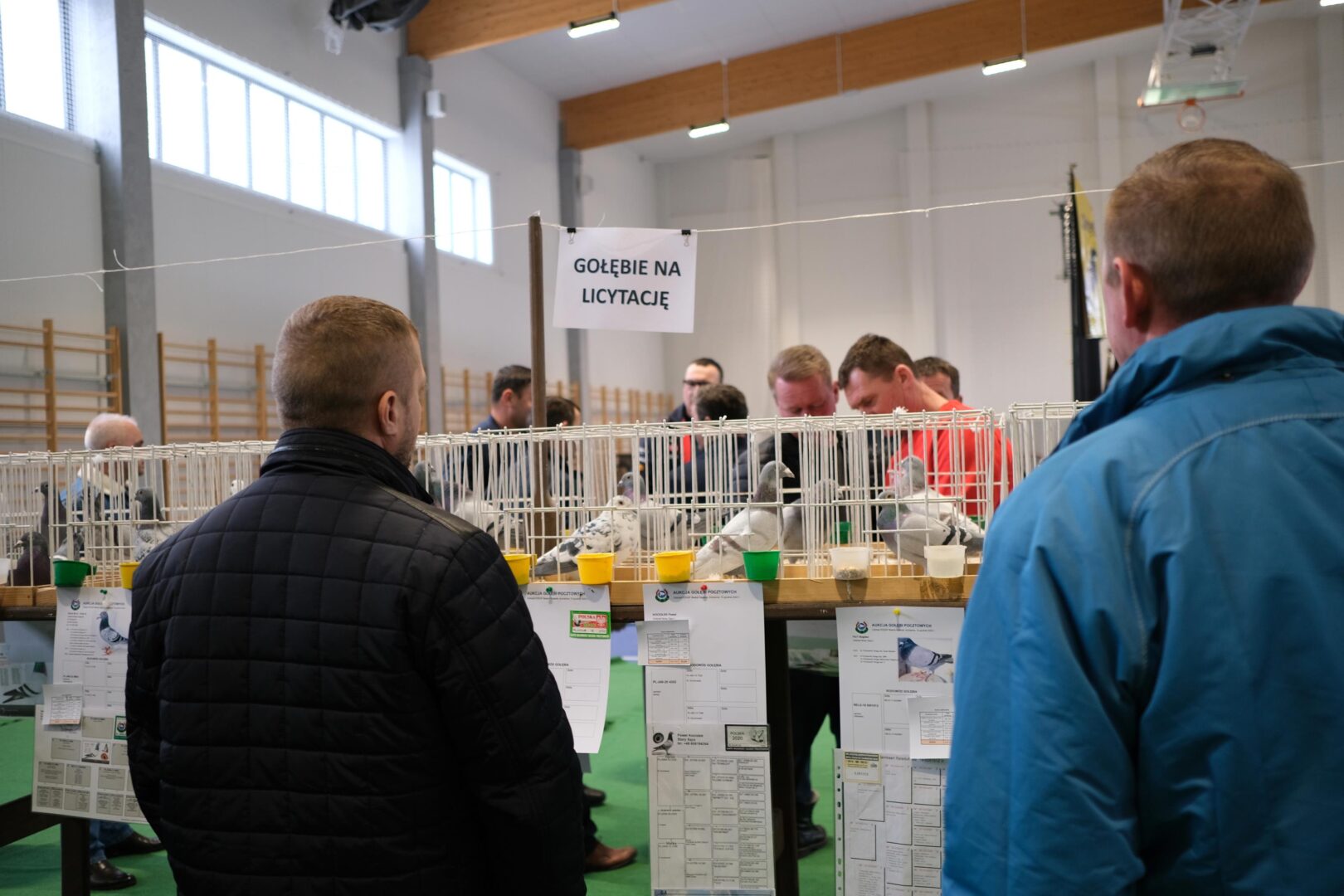 wystawa gołębi pocztowych, Korzenna