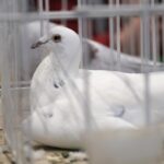 wystawa gołębi pocztowych, Korzenna