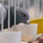 wystawa gołębi pocztowych, Korzenna