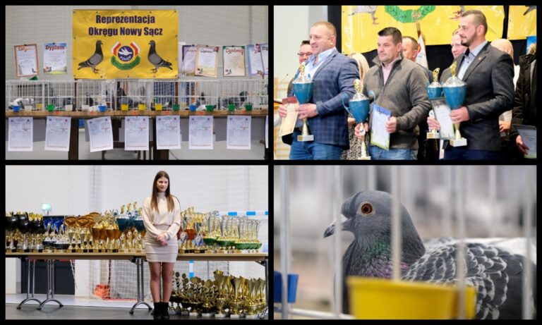 To wymagające, ale popularne hobby. Wystawa gołębi pocztowych w Korzennej już za nami [zdjęcia]
