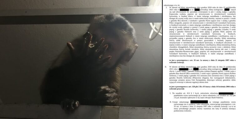 Nowy Sącz/Limanowa. Kolejna kara więzienia dla mężczyzny ze sklepu zoologicznego