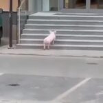 świnia, Korzenna