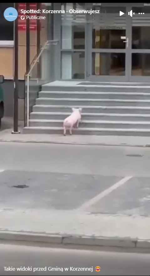 świnia, Korzenna