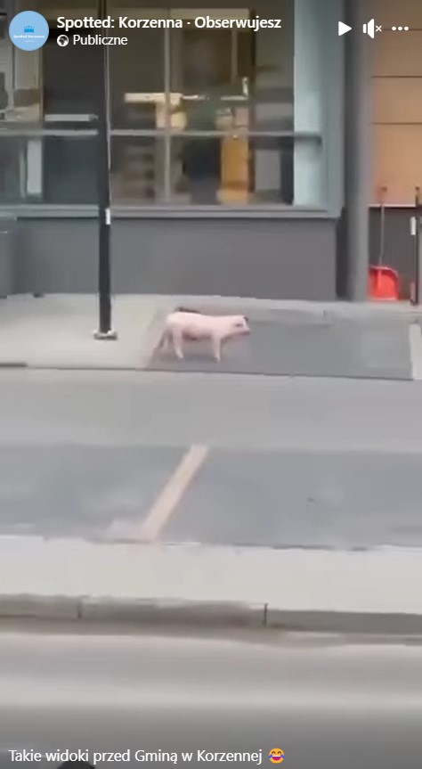 świnia, Korzenna