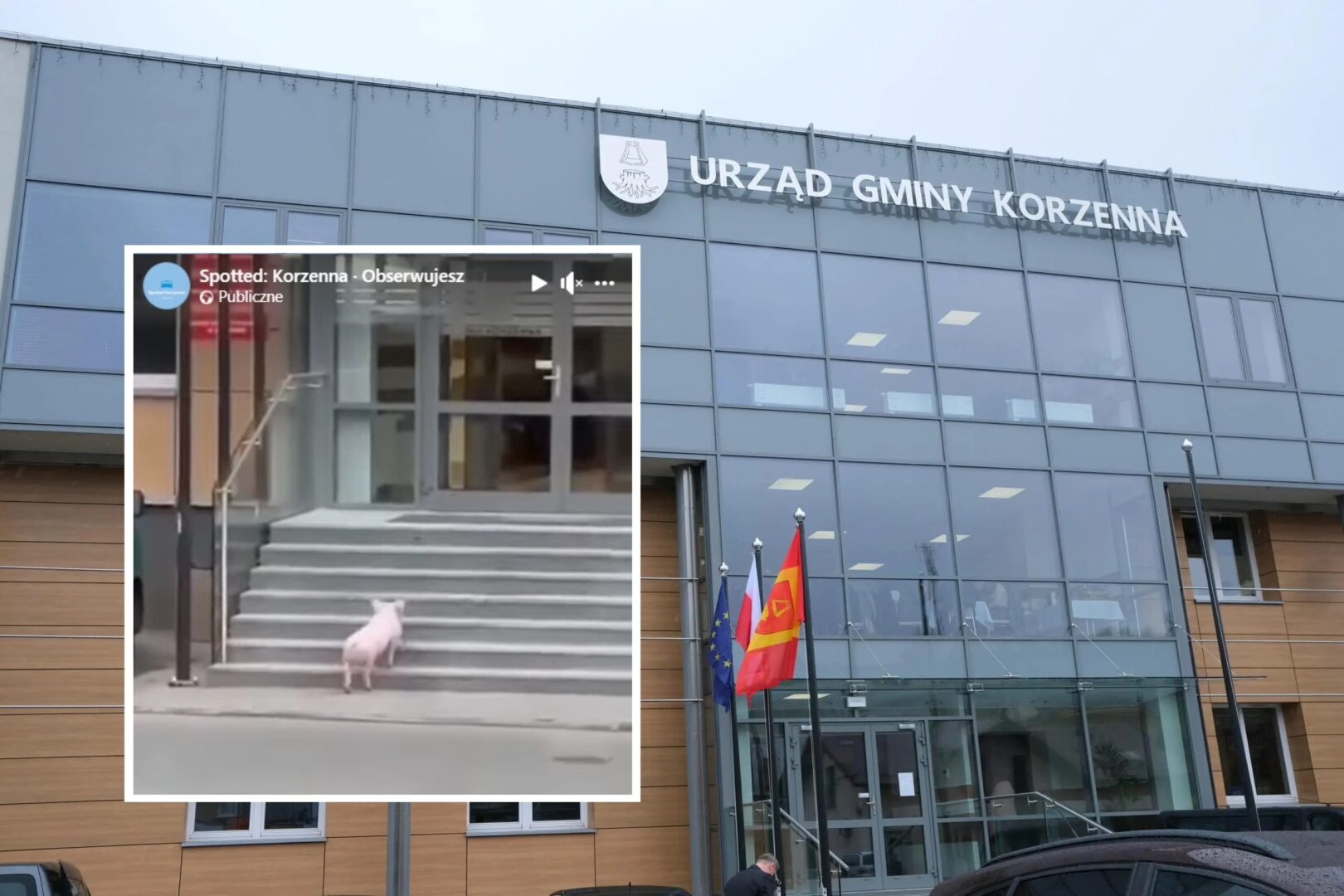 świnia, Korzenna