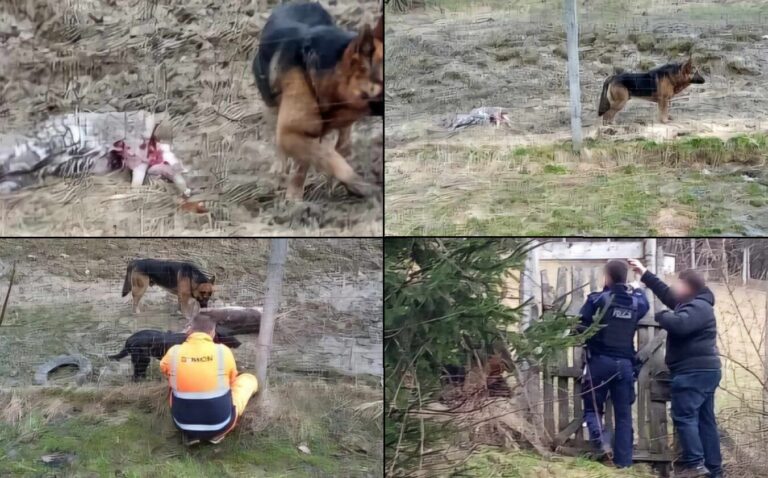 Makabryczne odkrycie. W Zagórzanach psy zagryzły dziesięć danieli [ZDJĘCIA]
