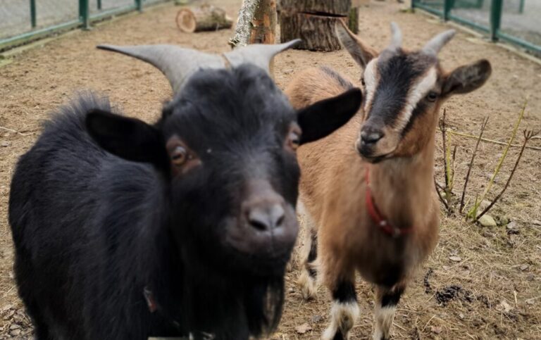 Na Zapopradziu zamieszkały miniaturowe kozy