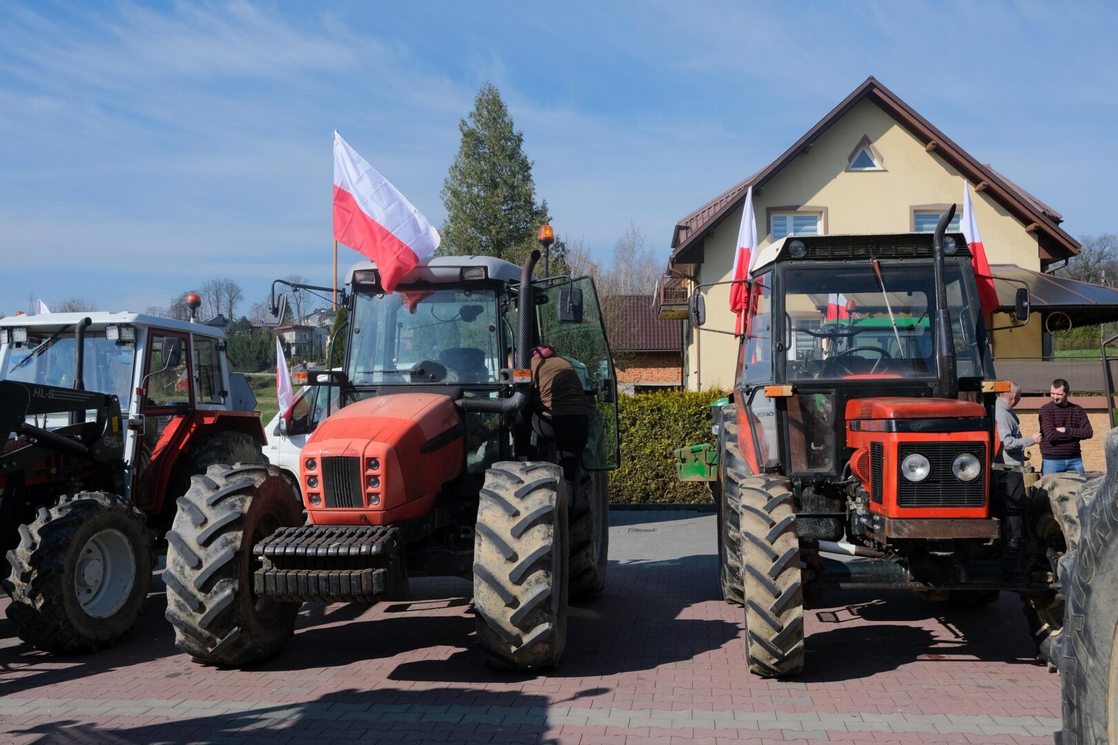 protest rolników, Korzenna