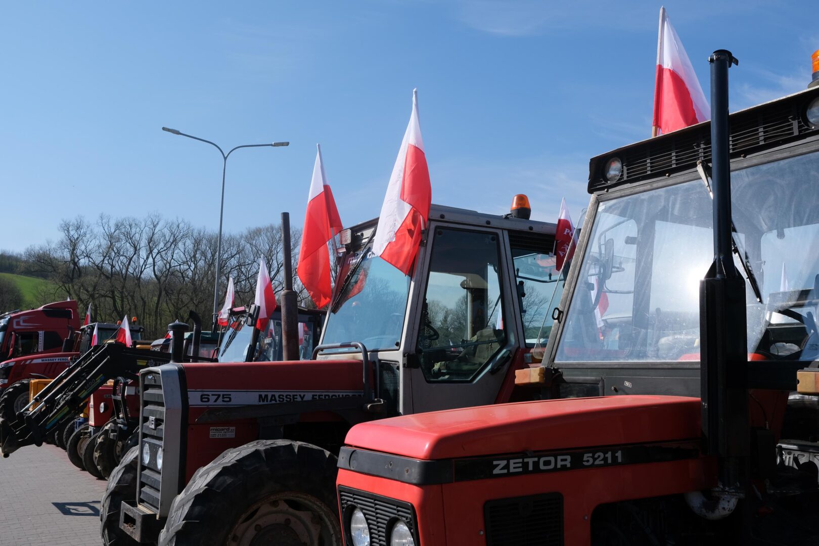 protest rolników, Korzenna