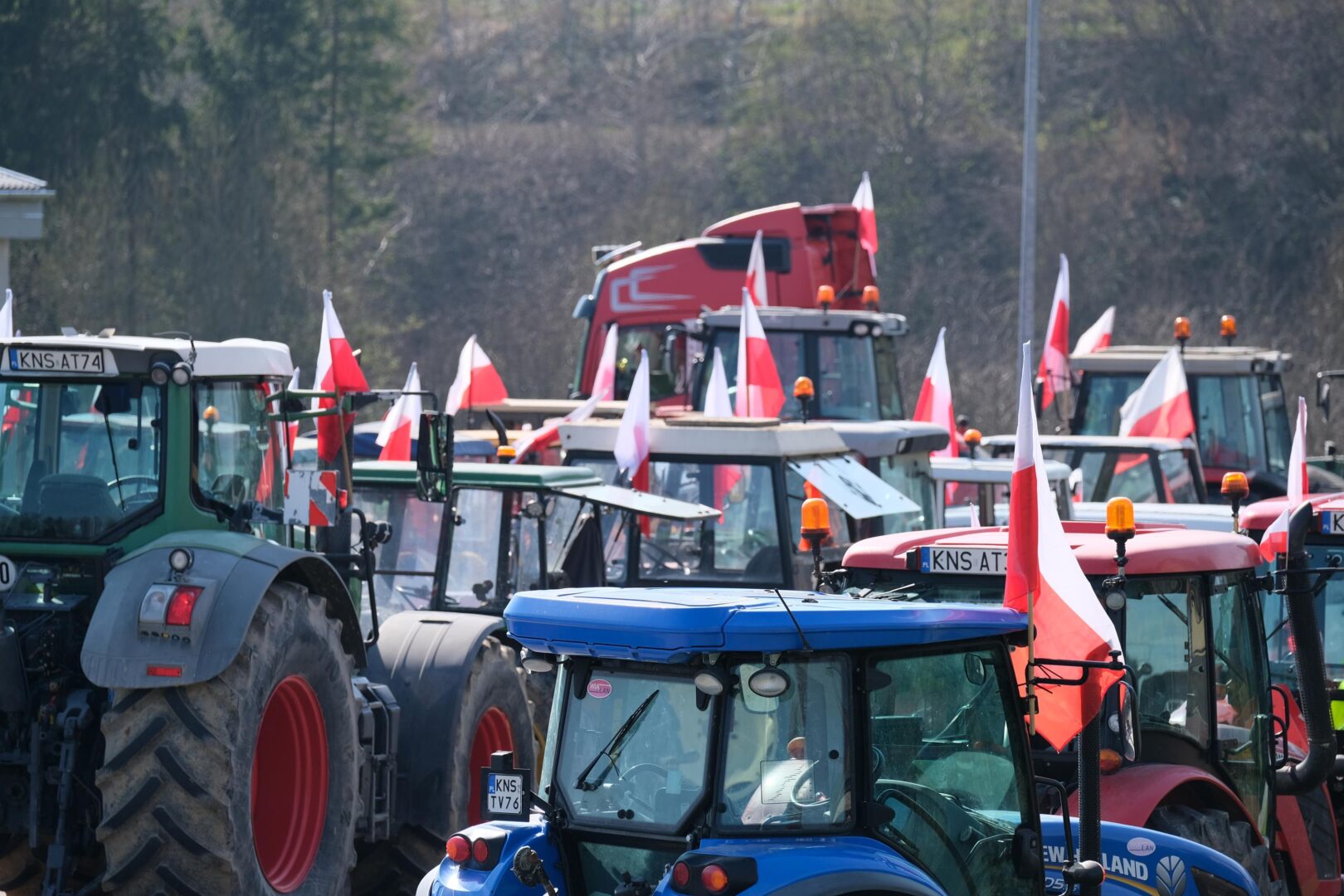 protest rolników, Korzenna