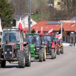 protest rolników, Korzenna