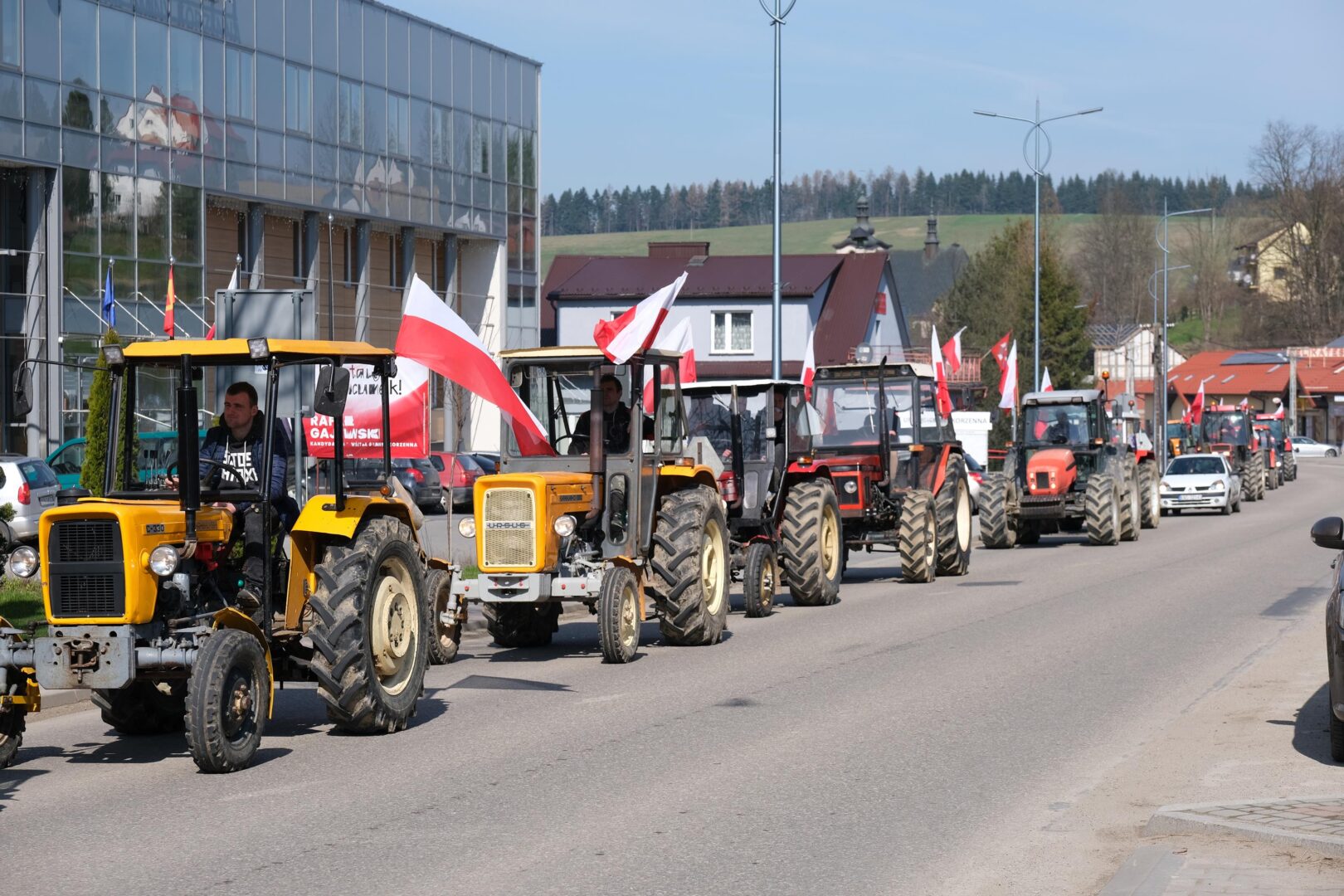 protest rolników, Korzenna