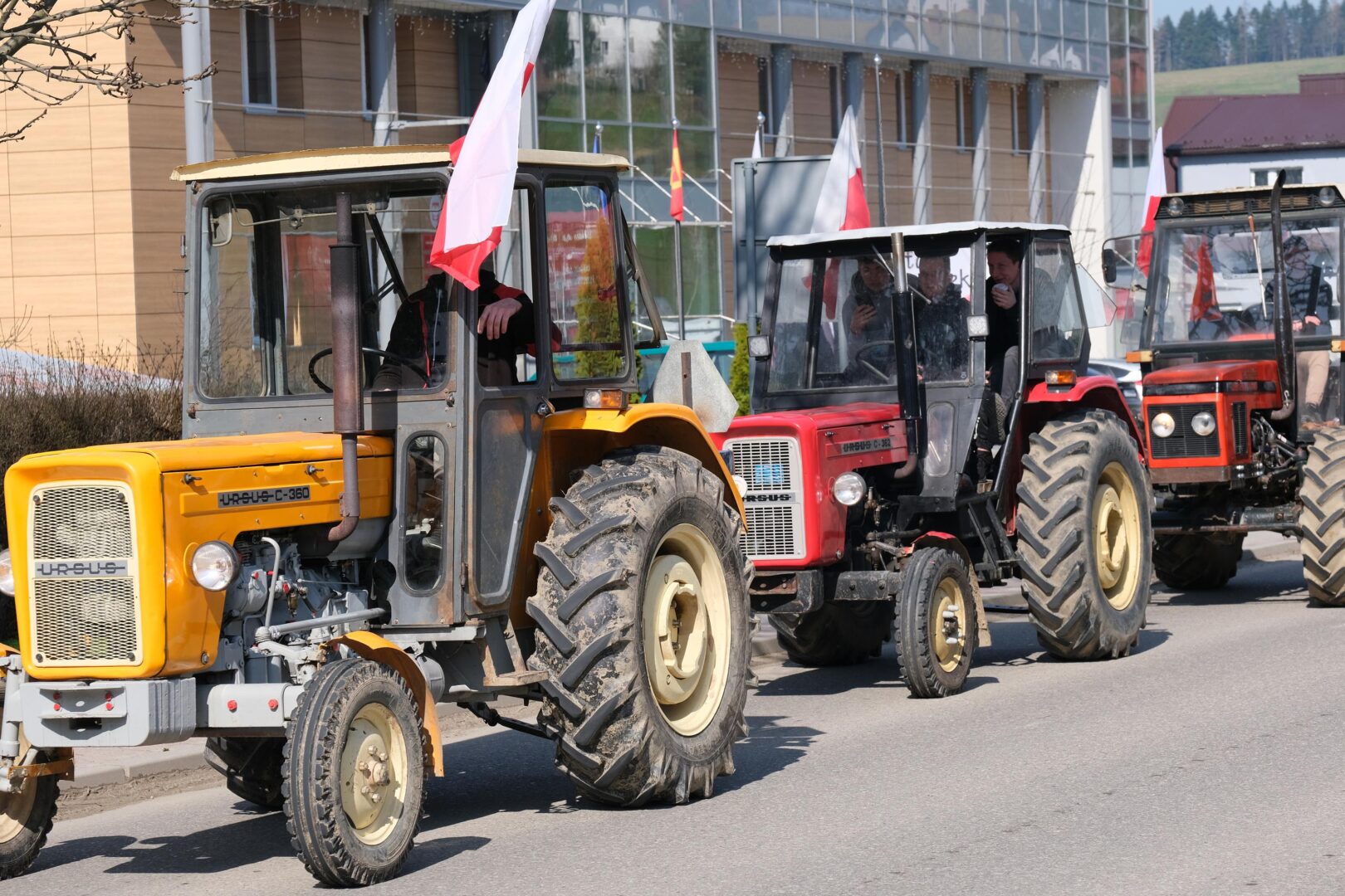 protest rolników, Korzenna