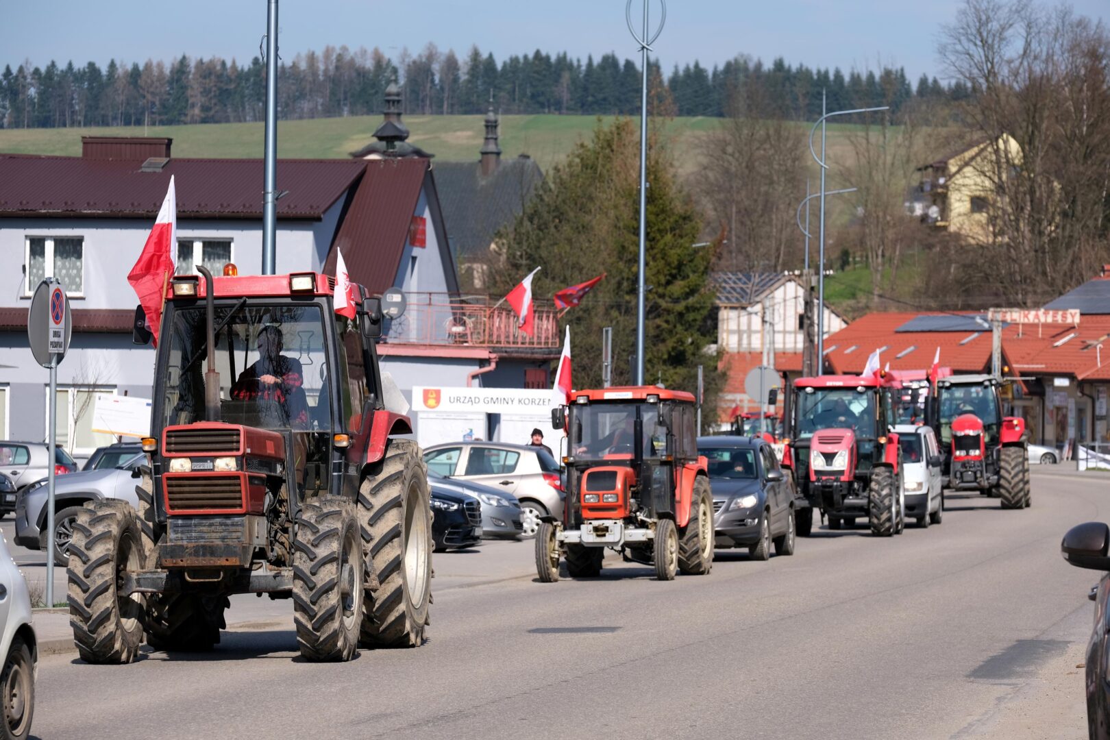 protest rolników, Korzenna
