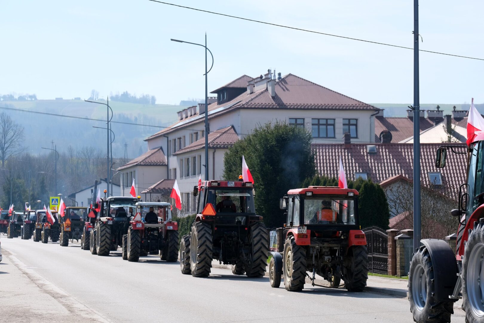 protest rolników, Korzenna