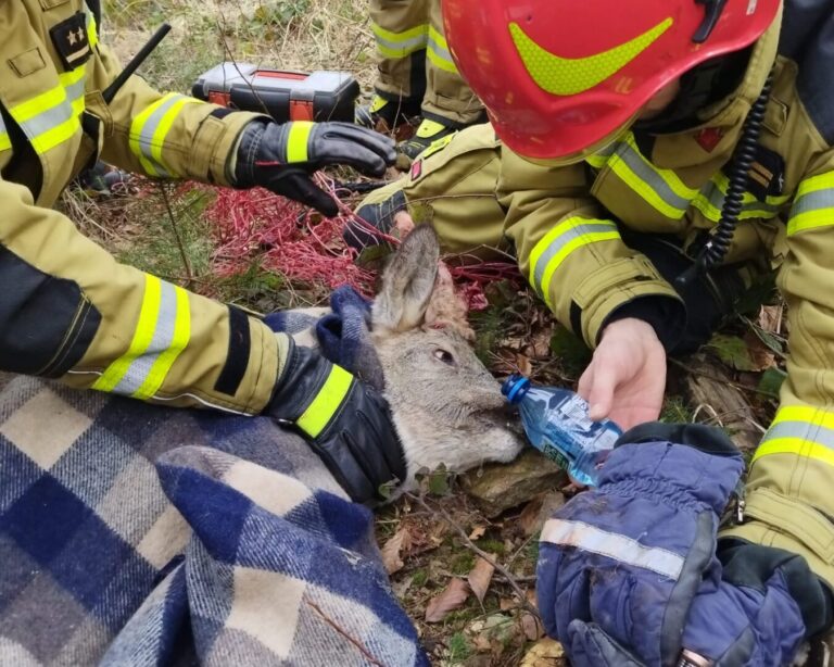 Krynica-Zdrój. Strażacy uratowali zaplątanego w leśną siatkę kozła sarny [ZDJĘCIA]