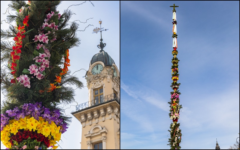 palma, Nowy Sącz