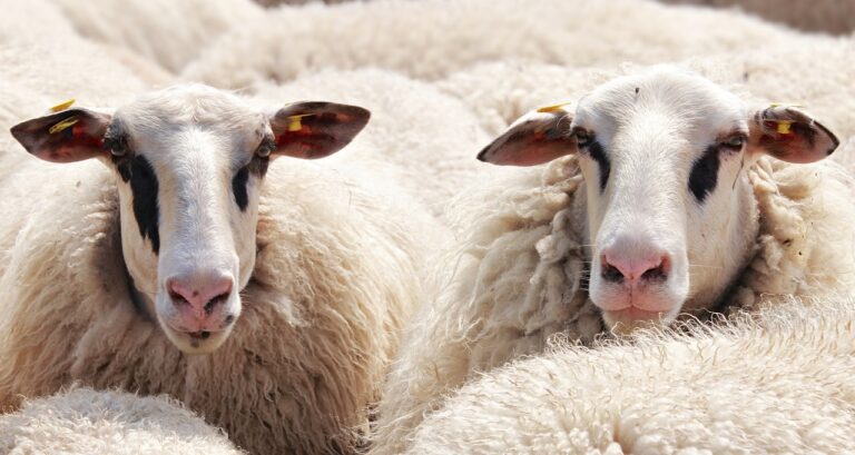 Małopolskie: 2 mln zł na wypas owiec trafi do 96 baców
