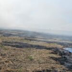 pożar Słowikowa, plantacja trawy energetycznej