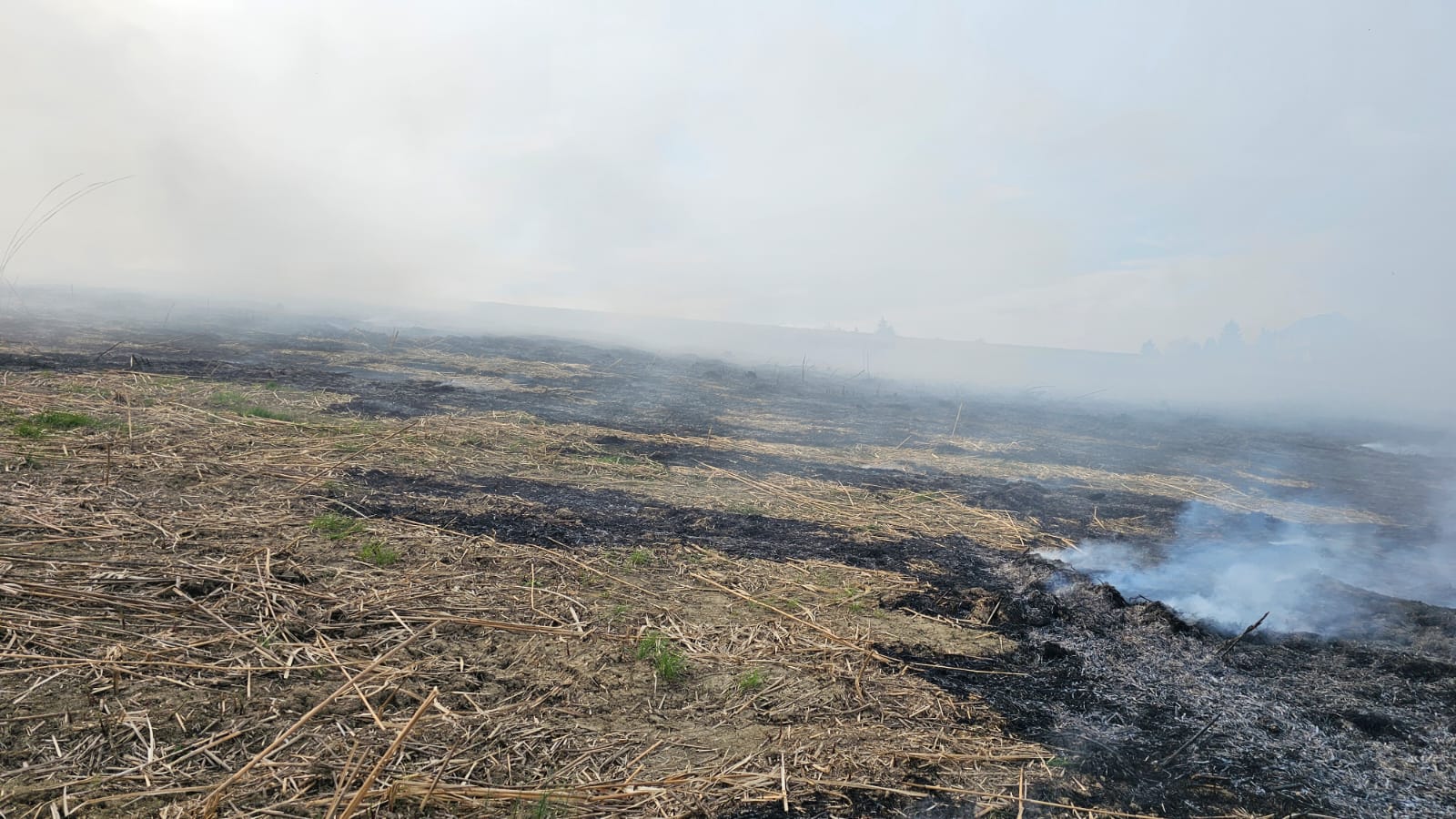 pożar Słowikowa, plantacja trawy energetycznej