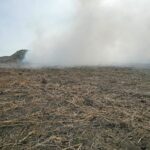 pożar Słowikowa, plantacja trawy energetycznej