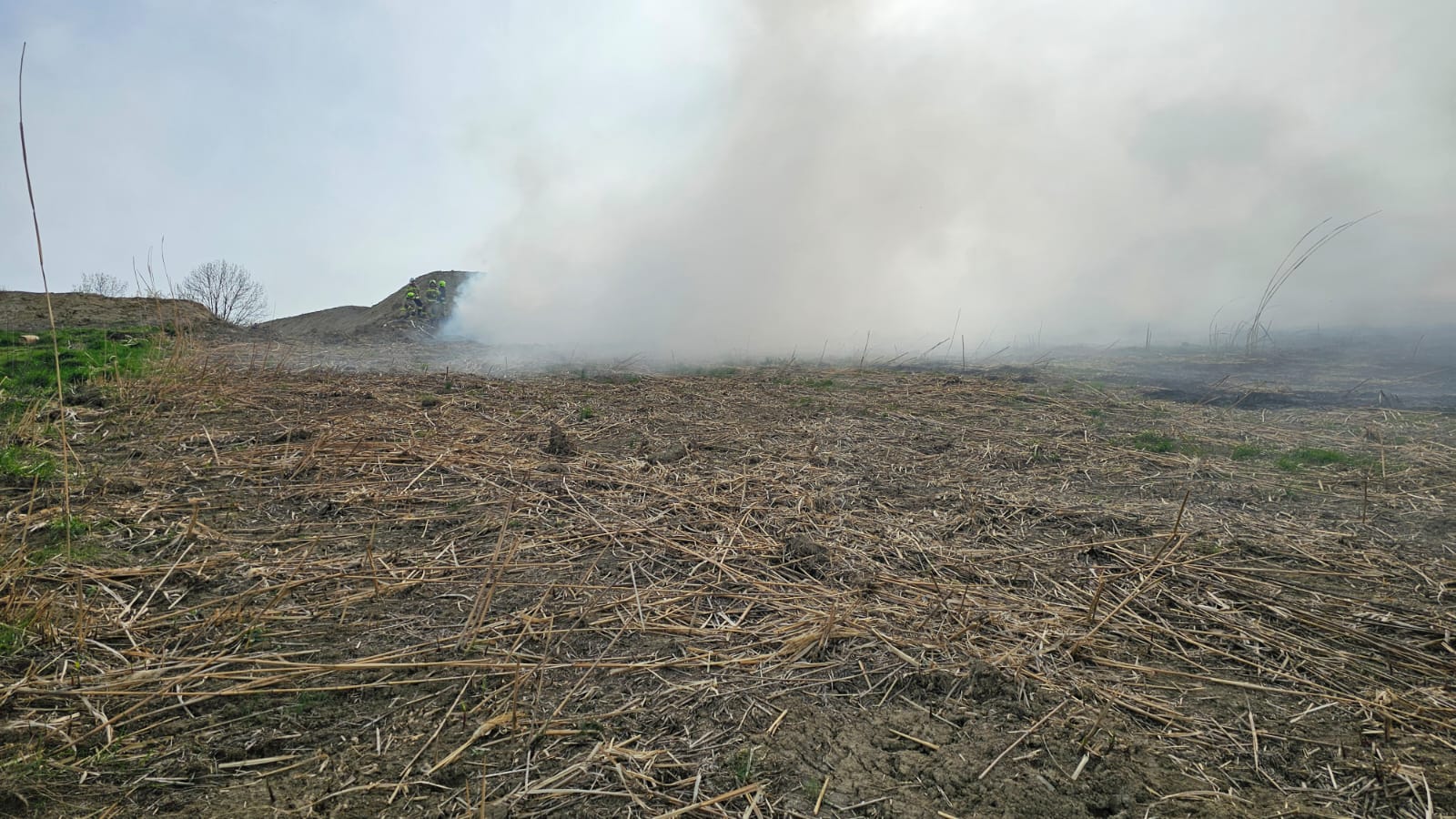 pożar Słowikowa, plantacja trawy energetycznej