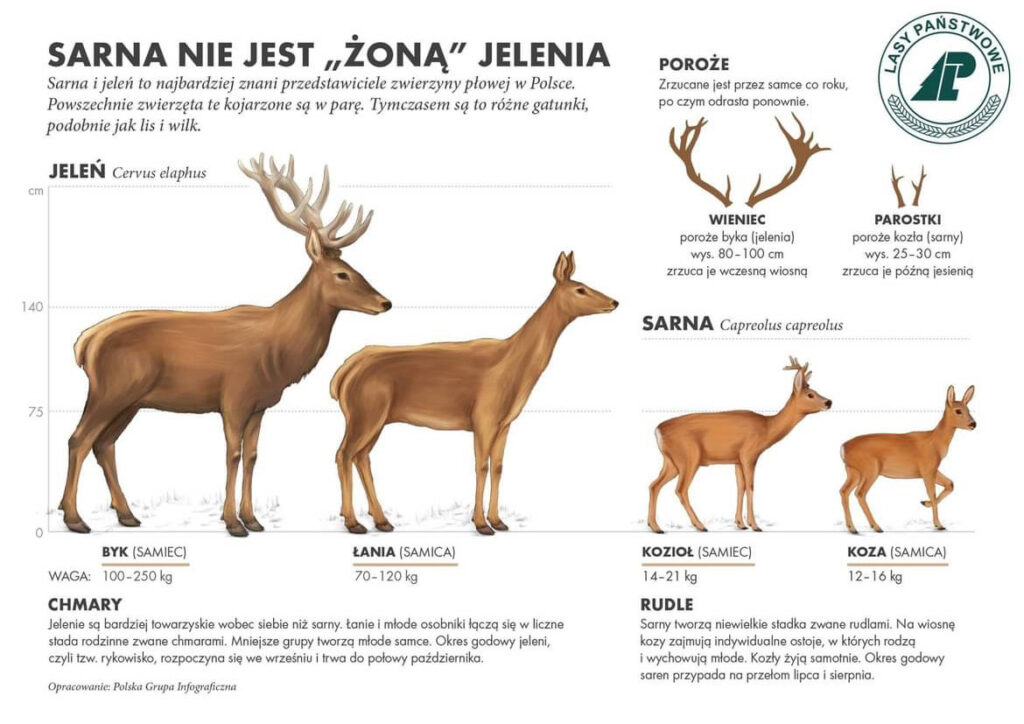 Lasy Państwowe