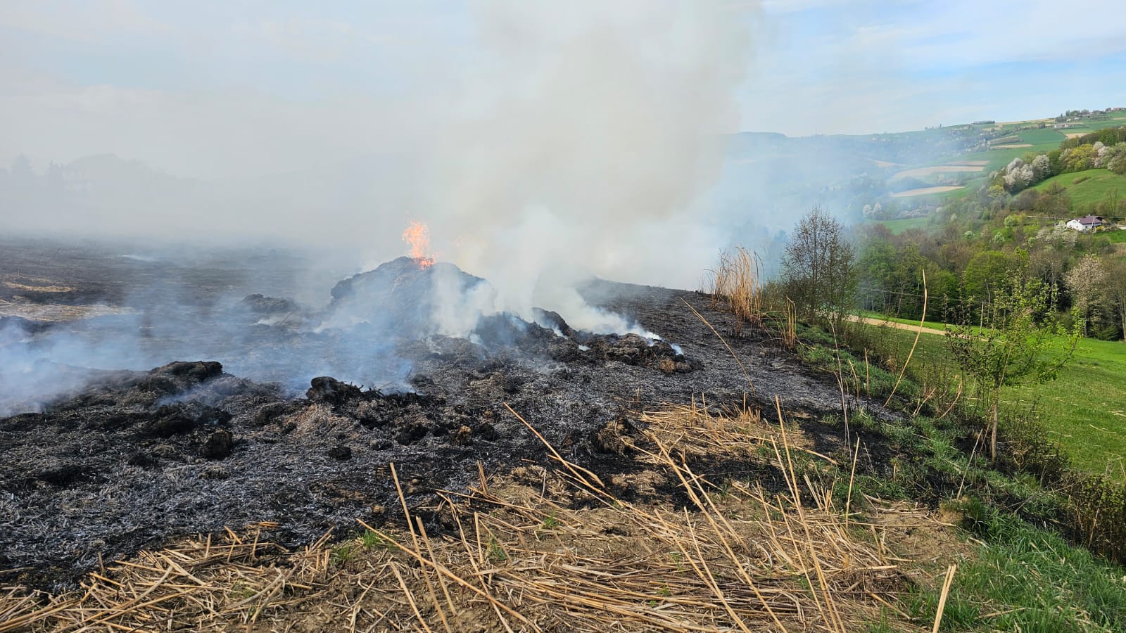 pożar Słowikowa, plantacja trawy energetycznej